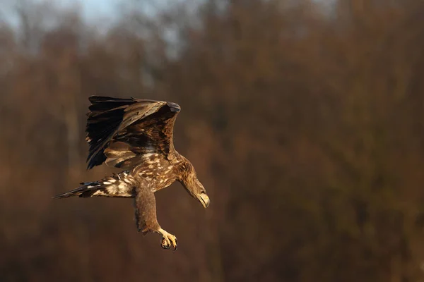 Witte tailed eagle — Stockfoto