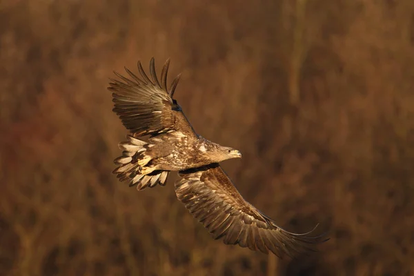 Seeadler — Stockfoto