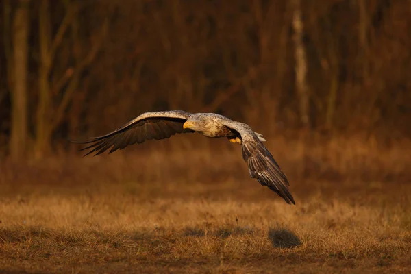 White tailed eagle — Stock Photo, Image