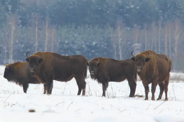 Eurázsiai bölény, a Bialowietza nemzeti park — Stock Fotó