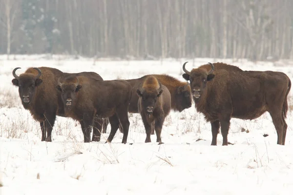 Avrasya bizon Bialowietza Milli Parkı — Stok fotoğraf