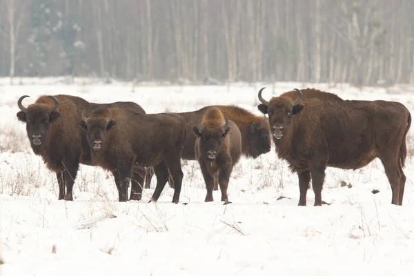 Eurasische Wisente aus dem Bialowietza-Nationalpark — Stockfoto