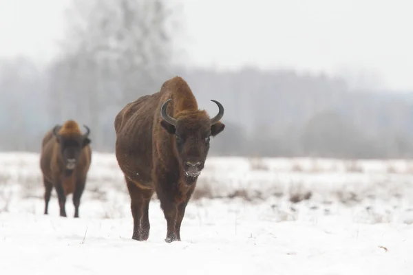 Bison eurasien du parc national Bialowietza — Photo