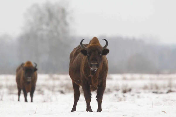 Eurázsiai bölény, a Bialowietza nemzeti park — Stock Fotó