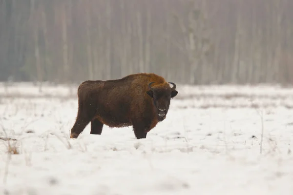 Bisonte eurasiatico del parco nazionale di Bialowietza — Foto Stock