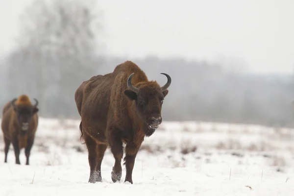 Eurázsiai bölény, a Bialowietza nemzeti park — Stock Fotó