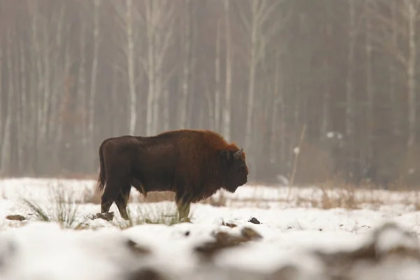 Bisonte euroasiático del Parque Nacional Bialowietza —  Fotos de Stock