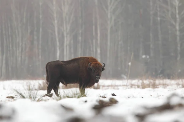 Bison Eurazji od Bialowietza Parku Narodowego — Zdjęcie stockowe