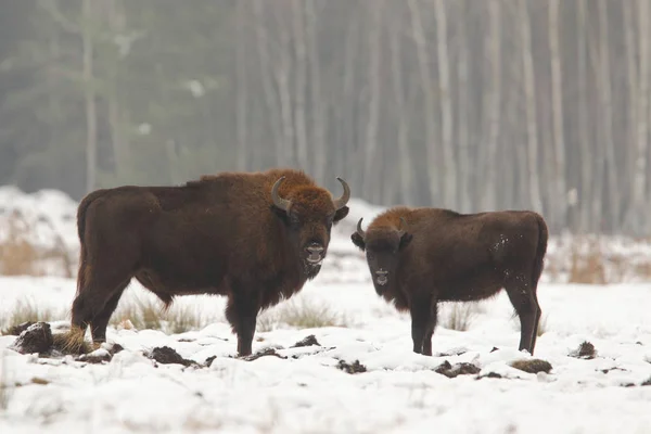 Bison eurasien du parc national Bialowietza — Photo