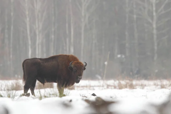 Bison eurasien du parc national Bialowietza — Photo