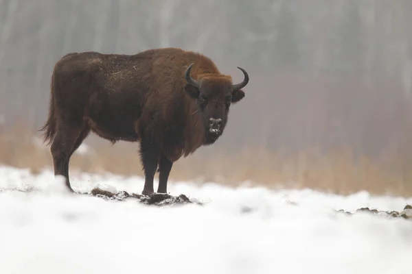 Bisonte euroasiático del Parque Nacional Bialowietza —  Fotos de Stock