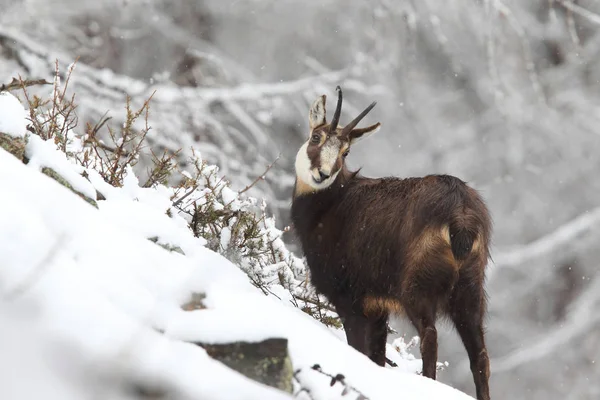 Kışın Alp chamois