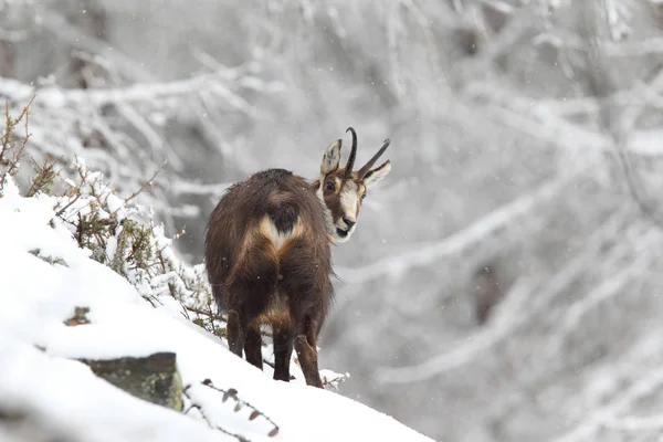 Alpejskie chamois zimą — Zdjęcie stockowe