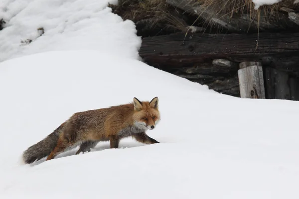 Red fox w śnieg — Zdjęcie stockowe