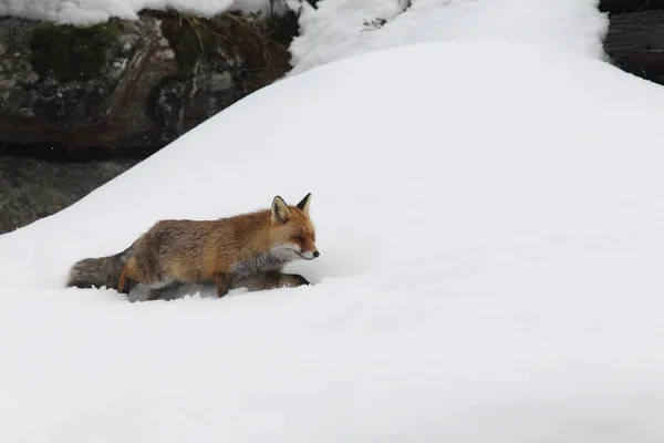 Renard roux dans la neige — Photo