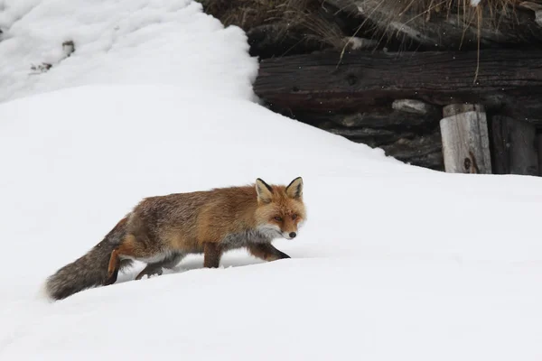 Zorro rojo en la nieve — Foto de Stock