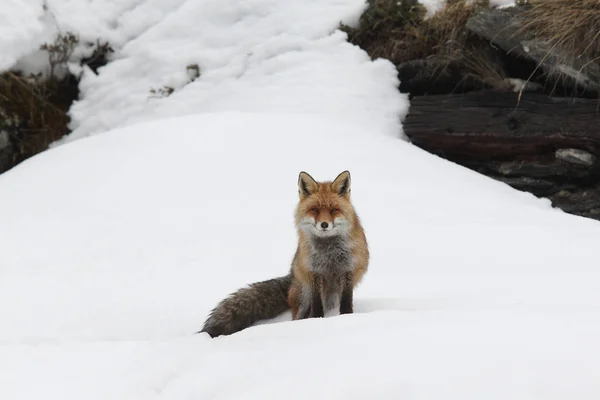 雪の中に赤い狐 — ストック写真