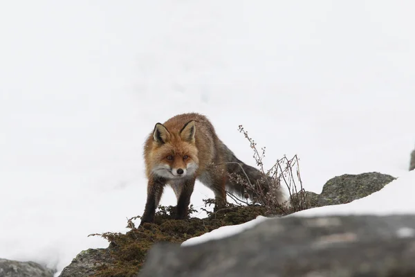 Червона лисиця в сніг — стокове фото