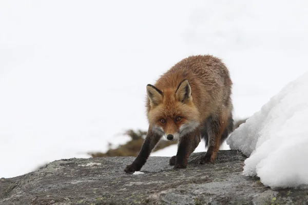 雪の中に赤い狐 — ストック写真