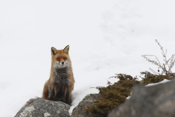 Red fox into the snow — Stock Photo, Image