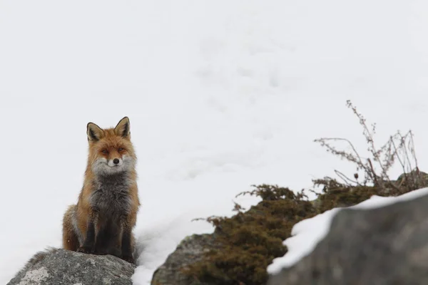 雪の中に赤い狐 — ストック写真
