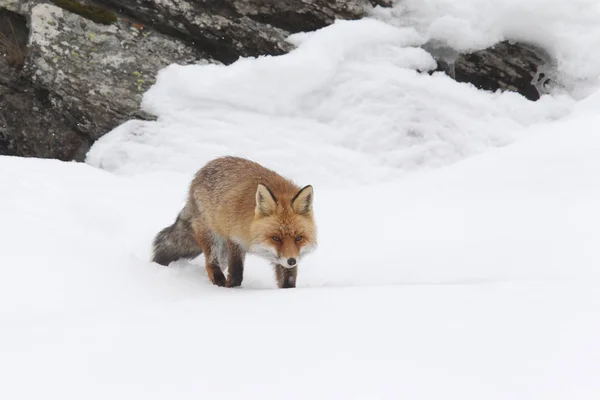 Red fox kar içine — Stok fotoğraf