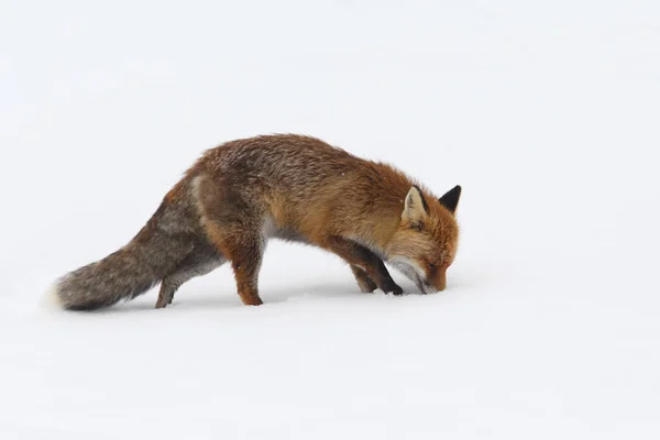 Red fox into the snow — Stock Photo, Image
