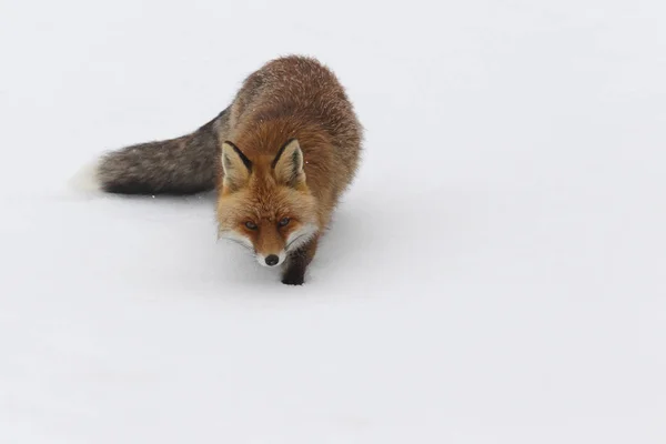 Vos in de sneeuw — Stockfoto