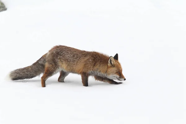 雪の中に赤い狐 — ストック写真