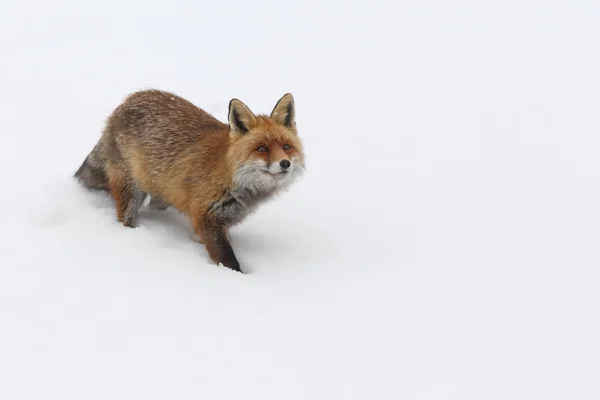 Zorro rojo en la nieve — Foto de Stock