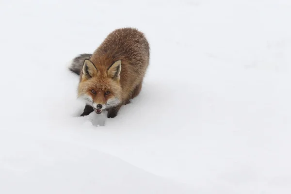 Vulpe roșie în zăpadă — Fotografie, imagine de stoc
