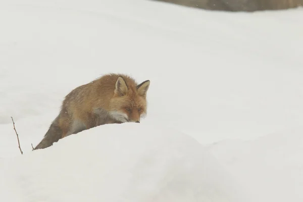 Червона лисиця в сніг — стокове фото