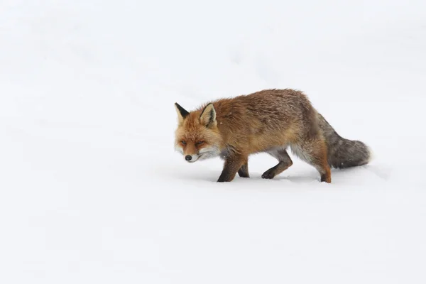 Vulpe roșie în zăpadă — Fotografie, imagine de stoc