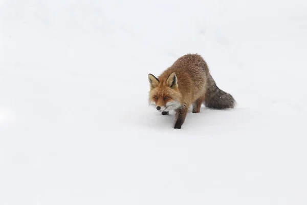 雪の中に赤い狐 — ストック写真