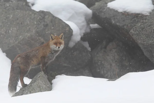 雪の中に赤い狐 — ストック写真