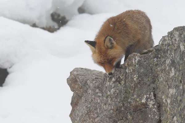 雪の中に赤い狐 — ストック写真