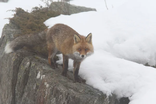 雪の中に赤い狐 — ストック写真