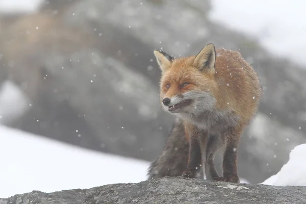Красный лис в снег — стоковое фото