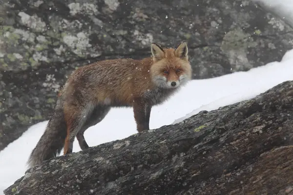 雪の中に赤い狐 — ストック写真