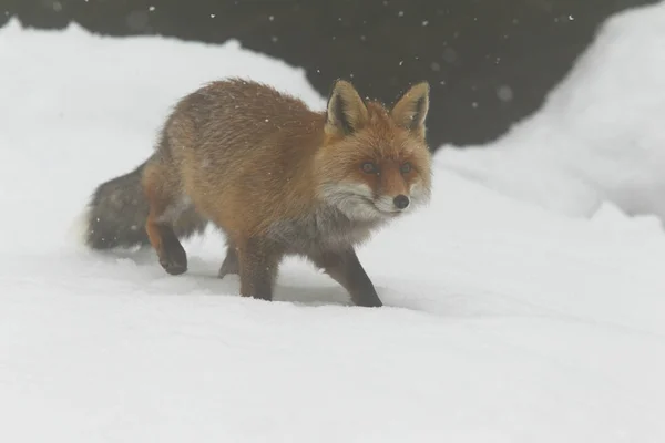 雪の中に赤い狐 — ストック写真