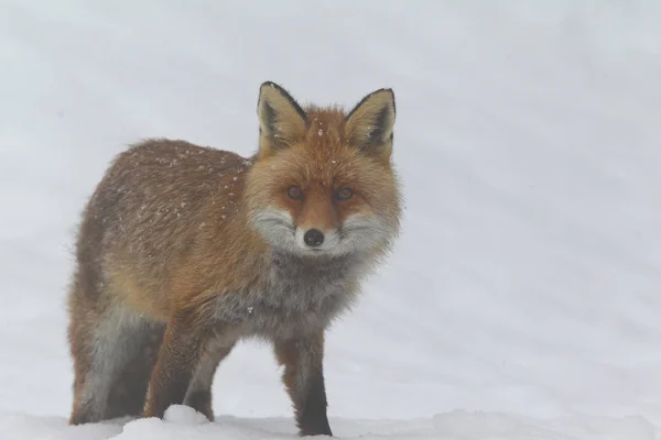 Vos in de sneeuw — Stockfoto