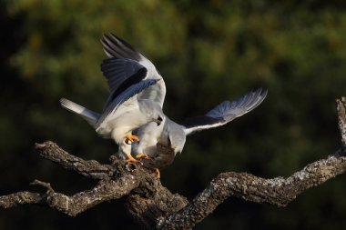 Uçurtma siyah kanatlı