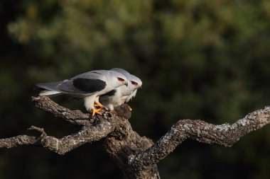 Uçurtma siyah kanatlı