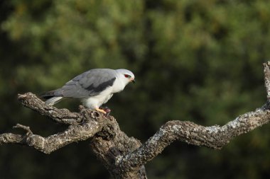 Uçurtma siyah kanatlı