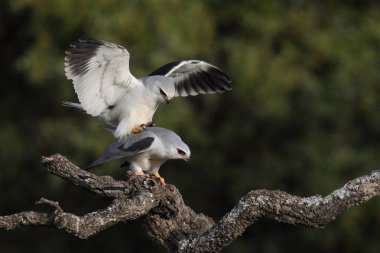 Uçurtma siyah kanatlı