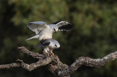Uçurtma siyah kanatlı