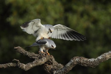 Uçurtma siyah kanatlı