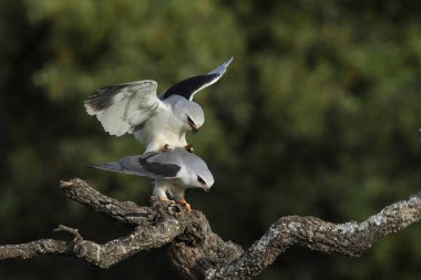 Uçurtma siyah kanatlı