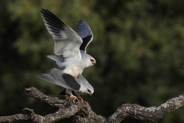 Uçurtma siyah kanatlı