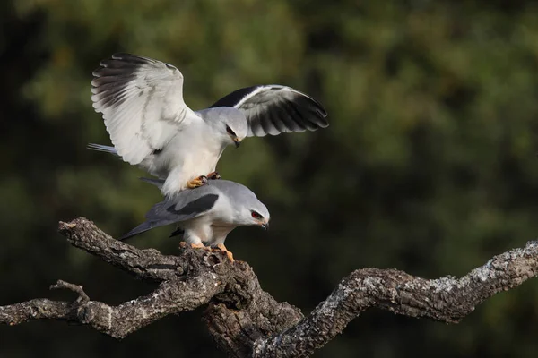 Black winged kite — Stock Photo, Image